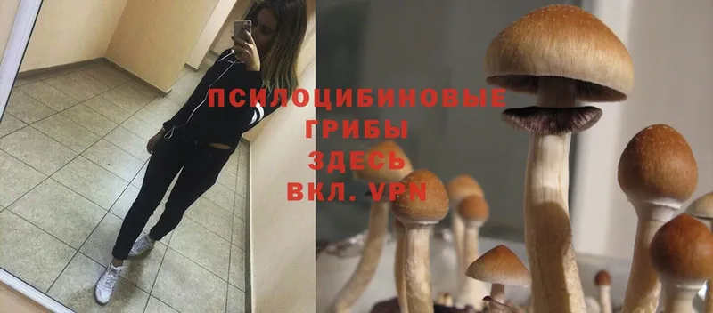 Псилоцибиновые грибы Psilocybe  blacksprut tor  Нижний Ломов  купить закладку 